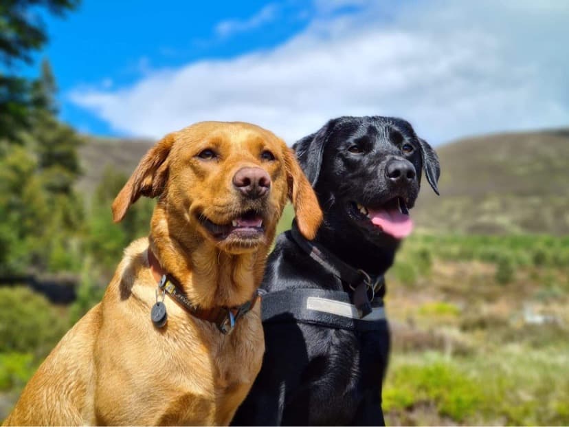 Dog-friendly Highlands