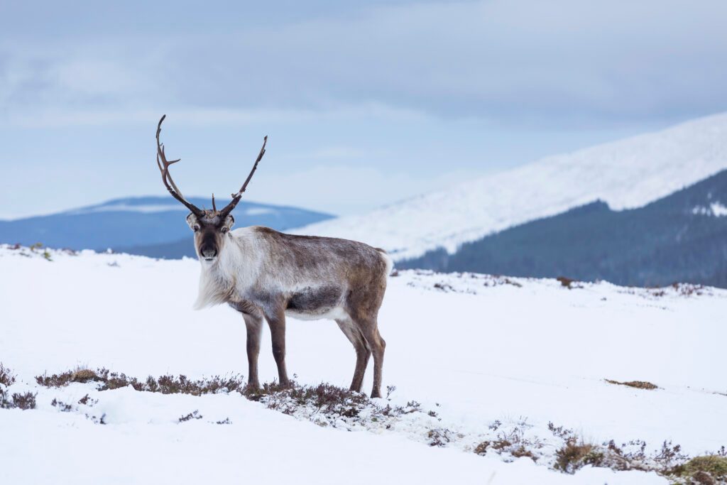 the Highlands: christmas activities & lodges
