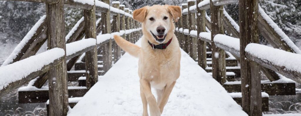 dog friendly self catering in the highlands
