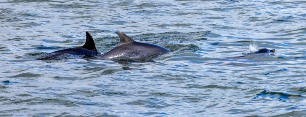 Dolphin spotting Nairn and the Moray Coast