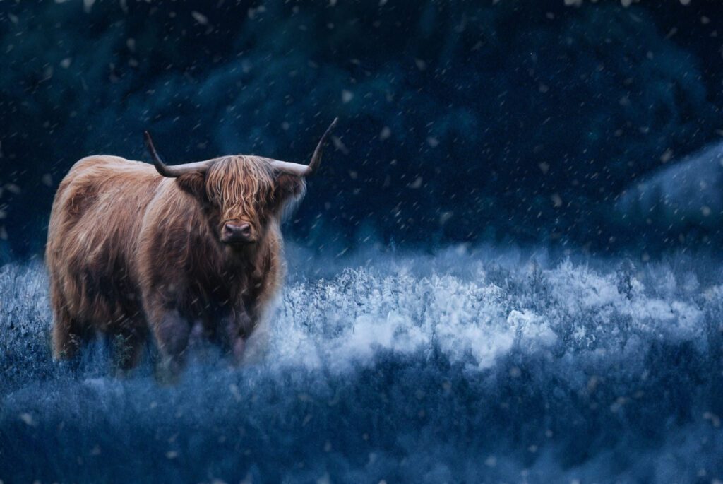 Wildlife watching with Accommodation in Scotland