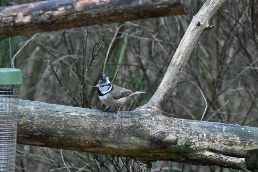 Rural self catering. Wildlife watching, Cairngorms