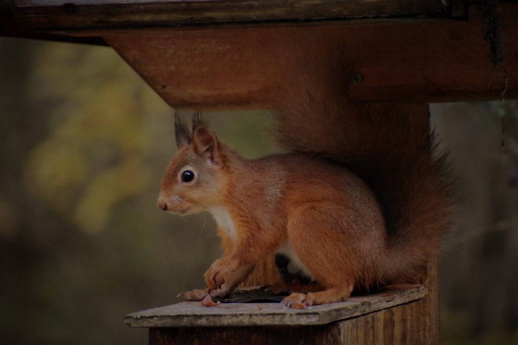 Rural lodges, accommodation, Highlands