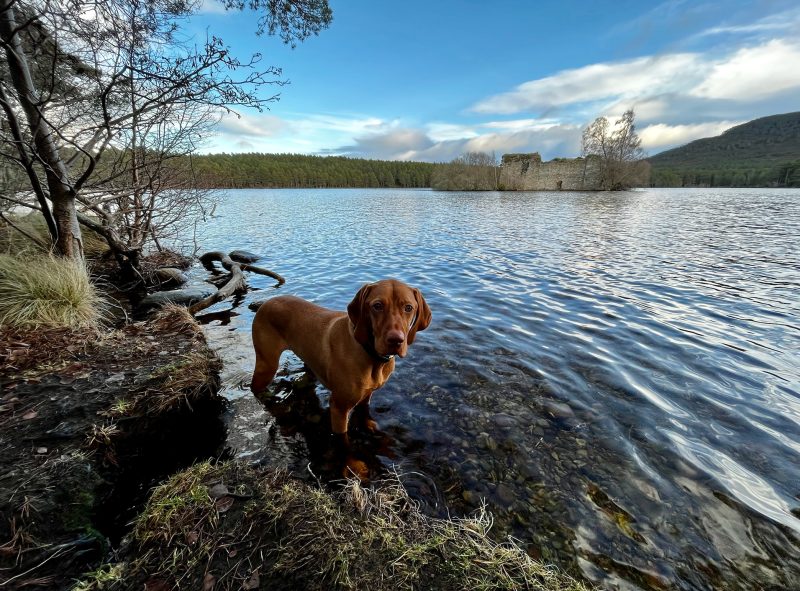 Dog friendly holiday let Scotland 