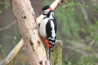 Scottish wildlife. Self catering accommodation