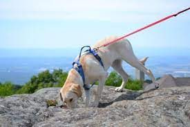 Pet friendly self catering Highlands