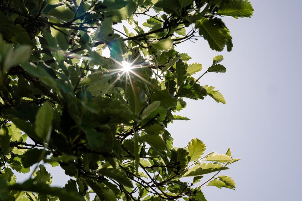 Sunny trees on Alvie Estate