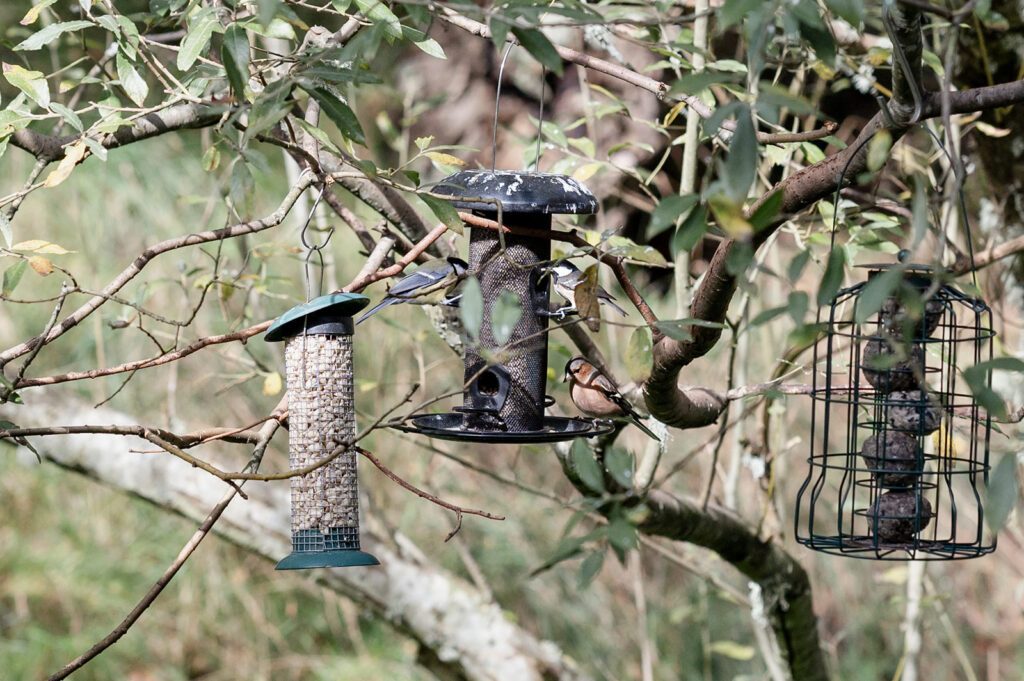 Self catering with wildlife. Cairngorms National Park.